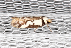 Philobota partitella
