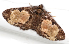 Scotocyma albinotata