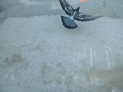 Columba livia domestica