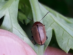 Costalimaita suturalis
