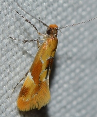 Epicallima formosella