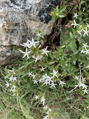 Otiophora cupheoides