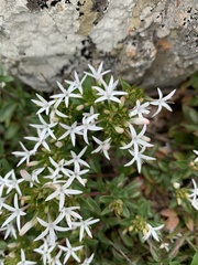 Otiophora cupheoides