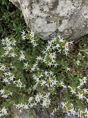 Otiophora cupheoides