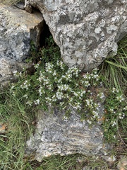 Otiophora cupheoides