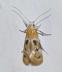 Epicallima mercedella