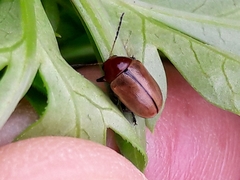 Costalimaita suturalis