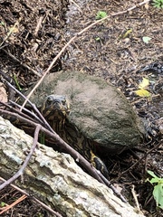 Trachemys scripta troostii