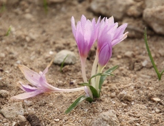 Colchicum cupanii