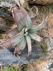 Aloe suprafoliata