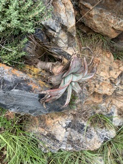 Aloe suprafoliata