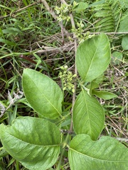 Vangueria