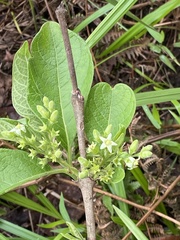 Vangueria