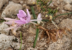Colchicum cupanii