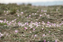 Colchicum cupanii