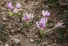 Colchicum cupanii