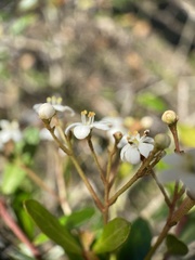 Viburnum obovatum