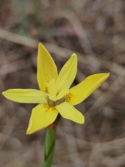 Moraea elsiae