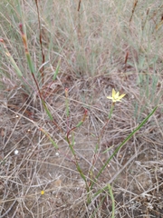 Moraea elsiae