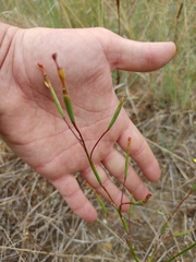Moraea elsiae