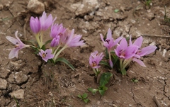 Colchicum cupanii