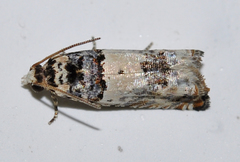Epinotia thapsiana