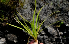 Capeobolus brevicaulis