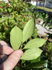 Ilex × attenuata