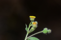 Blumea oxyodonta