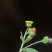Blumea oxyodonta - Photo Oikeuksia ei pidätetä, lähettänyt S.MORE