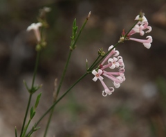 Asperula aristata