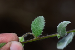Blumea oxyodonta