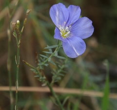 Linum austriacum tommasinii