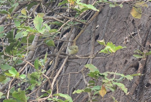 Tickell's Leaf Warbler (Phylloscopus affinis), photo 6