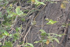 Phylloscopus affinis