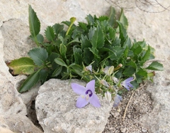 Campanula versicolor tenorei