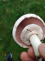 Agaricus xanthodermus