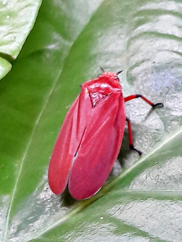 Homalogrypota coccinea