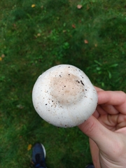 Agaricus xanthodermus