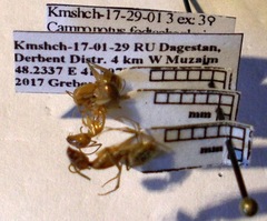 Camponotus fedtschenkoi