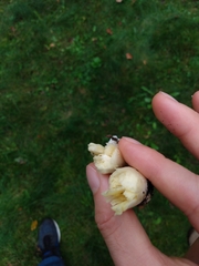 Agaricus xanthodermus