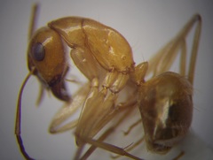 Camponotus fedtschenkoi