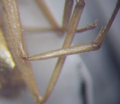 Camponotus fedtschenkoi