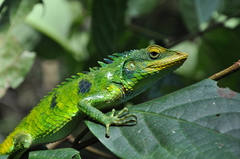 Calotes grandisquamis