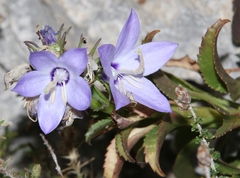 Campanula versicolor tenorei