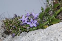Campanula versicolor tenorei
