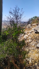 Colliguaja odorifera