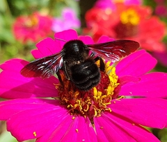 Bombus pullatus