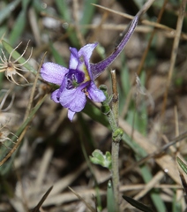 Delphinium halteratum
