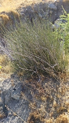Ephedra chilensis